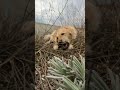 my girl ❤️ dog pets funny cute cutedog goldenretrivershorts goldenretriverworld goldendog