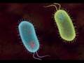 Transformation in Bacteria