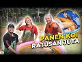 PANEN PULUHAN KOI @solariskoimedia  CHAMPION RATUSAN JUTA!