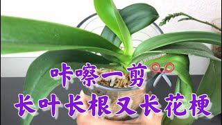 06/19/2022 蝴蝶兰剪枝繁殖，选对了时间，长叶长根又长花芽Cutting Phalaenopsis stem propagation