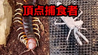 ダブルシールドマンティス、ペルビアンジャイアントオオムカデにクワガタを与えてみた　Praying mantis,Scolopendra gigantea,Stag beetle