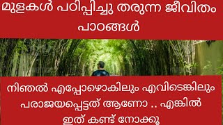 മുള മരങൾ(BAMBOO TREES) പഠിപ്പിച്ചു തരുന്ന ജീവിത പാഠങ്ങൾ, നിങ്ങൾ എപ്പോഴെങ്കിലും എവിടെങ്കിലും പരാജയ..