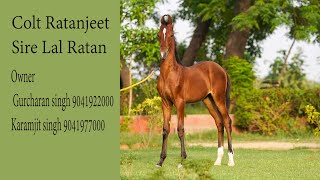 Beautiful Marwari colt Ratanjeet Sire Lal Ratan