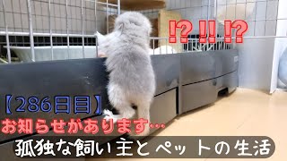 【286日目】２才のチンチラをお迎えしても懐いてくれるのか！？【お知らせがあります…】