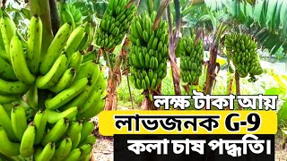 লাভজনক G-9 কলা চাষ পদ্ধতি / মাসে লক্ষ টাকা আয় / কলা চাষ পদ্ধতি/