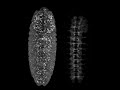 Drosophila Nervous System Development