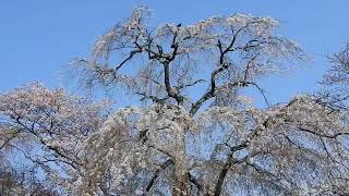 茨城県桜川市_櫻川磯部稲村神社の糸桜の優雅さ！