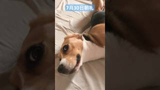 7月30日の朝礼に参加するビーグル犬#犬#dog