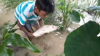 Hand Fishing In Flood Water | Primitive Technology | Primitive Survival Skills #fishing #nature #leo
