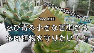 【Vlog200】【多肉植物】今からの時期気を付けて！忍び寄る小さな害虫から多肉植物を守りたい！【ダニ対策】