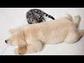 incredible love story kitten falls deeply in love with golden retriever