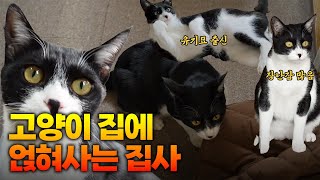 유기묘 출신 꿀탱이! 이게 사람 집이야 고양이 집이야???