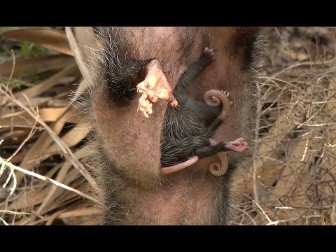 Catching Raccoons and Opossums with a CRAZY SURPRISE!!! Ft. Whitebone Creations Catching Raccoons and Opossums with a CRAZY SURPRISE!!! Ft. Whitebone Creations