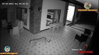 Leopard roams;captured in CCTV குன்னூரில் பரபரப்பு; கண்காணிப்பு கேமராவில்  சிறுத்தை உலா வரும் காட்சி