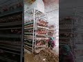 how farmer easily clean chicken poop