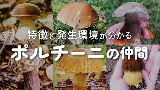 [Japanese Porcini] Locations and characteristics of porcini