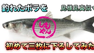 釣ったボラを三枚に下ろして魚フライにしよう