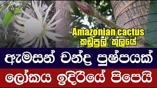 දුර්ලභ ඇමසන් චන්ද්‍රපුෂ්පයක් (Amazonian cactus )මුල්වරට පටිගත කරයි