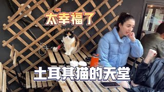 土耳其的流浪猫拥有“公民”身份！拥有“猫权”的国家是怎样的？