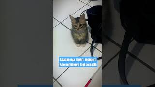 Sisi lembut dan pengertian dari seekor kucing #shorts #kucing #cat #kucinglucu