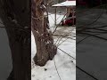 freezing rain made all these beautiful icicles around the town jan 6 2025