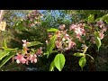 【2020 紅葉・秋に咲く珍しい桜 ヒマラヤザクラ】豊橋のもみじ寺 普門寺／愛知県で一番遅く紅葉を楽しめる紅葉名所です。