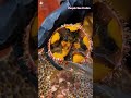 🇯🇵 🥙 sea urchin opening hack the ultimate asmr seafood experience seaurchin uni short trending