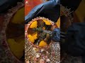 🇯🇵 🥙 sea urchin opening hack the ultimate asmr seafood experience seaurchin uni short trending