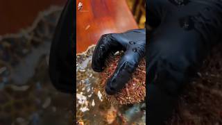 🇯🇵 🥙 Sea Urchin Opening Hack: The Ultimate ASMR Seafood Experience! #seaurchin uni #short #trending