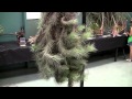 Barry Landau's Tropical Planet - San Diego Bromeliad Show 2015 - Part 1