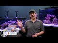 feed your saltwater fish in a way you can be proud of. increase health color and longevity