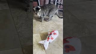 New Toy For My Cats! The Girls React To The Moving Fish Cat Toy! #cat #catshorts