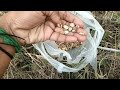 how to sow cotton seeds in tamil பருத்தி விதைகள் எப்படி போடலாம் கற்றதன் விளைவு