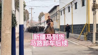 马路卸车新疆马后续【丽阳牲畜市场】