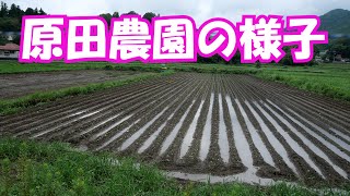 原田農園の圃場の様子＃1291