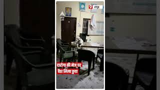 Hapur: पुलिस चौकी पर आवारा कुत्तों का कब्जा |Virul Video|