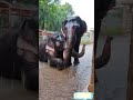 srirangam temple elephants andal and lakshmi enjoying rain