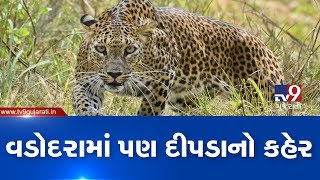 Leopard mauled an animal to death in Vadodara's Vasvel village, forest dept on toes |TV9GujaratiNews