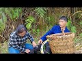 The process of Harvesting orchards for sale, Farm daily work | Life Outside Freedom