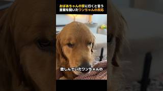 おばあちゃんの家に行くと言う言葉を聞いたワンちゃんの反応