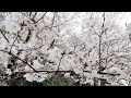 cherry blossoms in full bloom u0026 gagaku old japanese court music