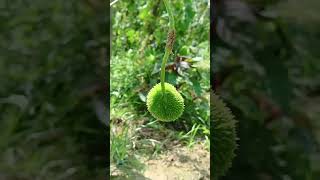 কাজ শেষে ভিডিও করতে গিয়ে যা হলো#farming #agriculture #ফসল #চাষ #my_first_vlog