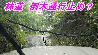 台風の影響　林道倒木  通行止め？　2019年8月16日