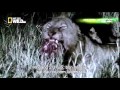 the lion army wildlife documentary national geographic hd