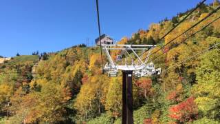 白根火山ロープウェイ山頂駅付近のダケカンバの黄色も鮮やか！