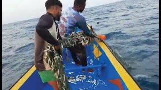 Amazing Catching Anchovies fish in the sea // NETHILI FISH