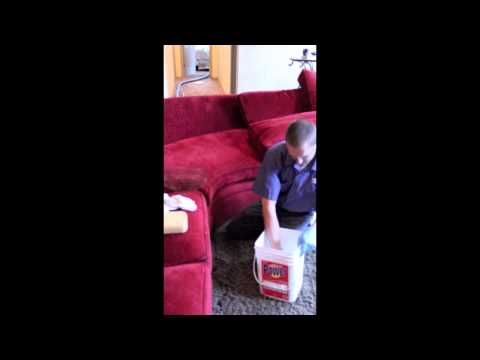 How to Clean Up Vomit: Healthy Home Habit #4 How to Clean Up Vomit: Healthy Home Habit #4