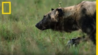 Une meute de lycaons se battent avec un crocodile pour un impala