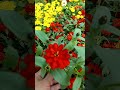 red zinnia viral satisfying trending shortvideo yt flowers zinnia plants garden nature