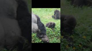 silverback #gorilla prompt grabbing falling kid #金剛猩猩 #台北市立動物園 #animals #shorts